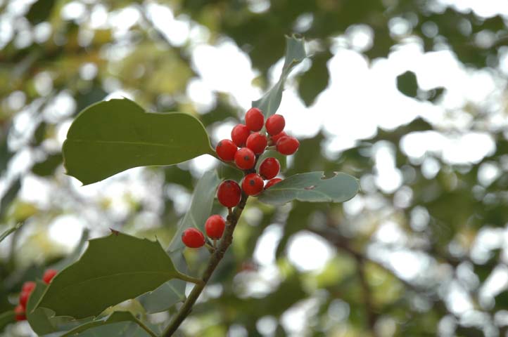 Ilex aquifolium / Agrifoglio